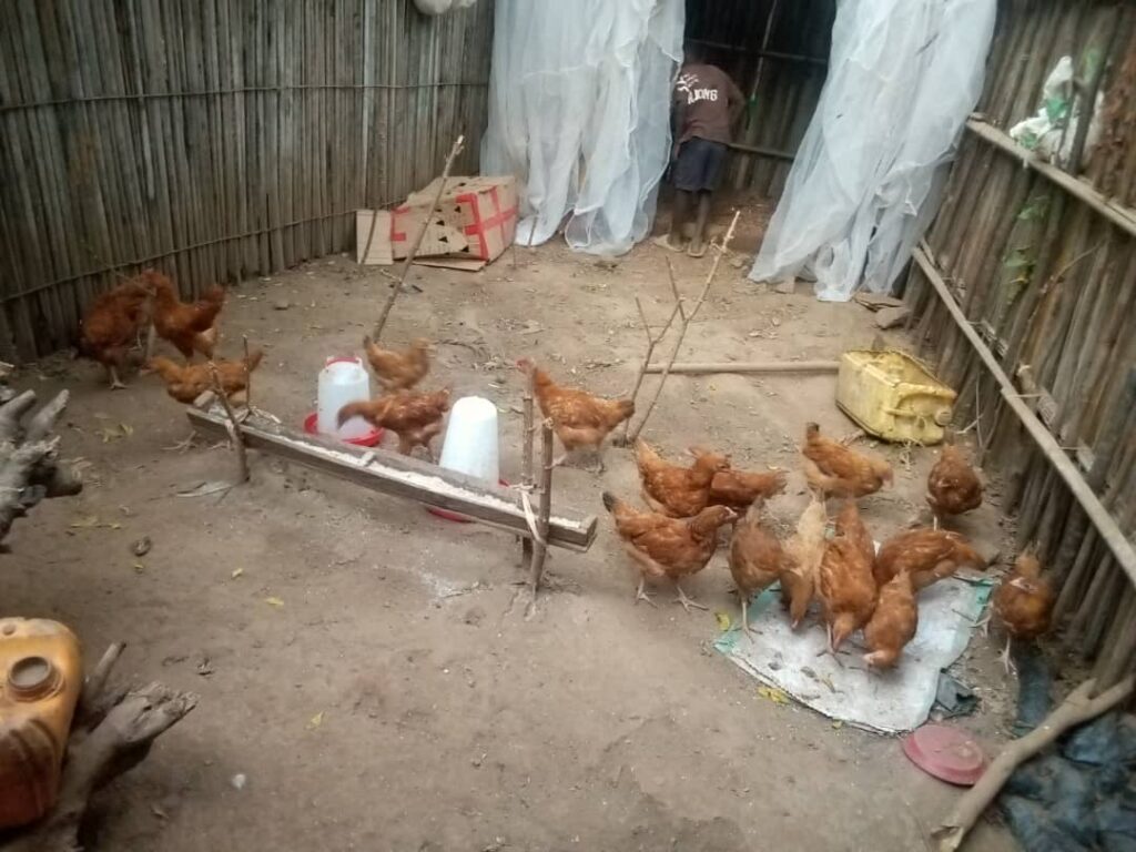 Un Œuf pour ma Scolarité : L&rsquo;aviculture comme levier de réinsertion éducative