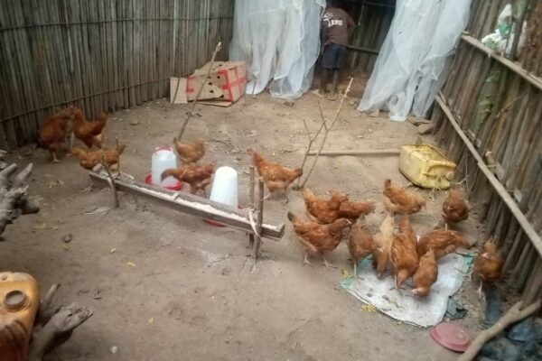 Un Œuf pour ma Scolarité : L&rsquo;aviculture comme levier de réinsertion éducative